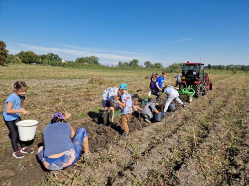 Kubíčkova zahrada - sběr brambor